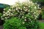 Preview: Ghislaine de Féligonde  Rosa multiflora Hybride  Ramblerrose