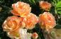 Preview: Ghislaine de Féligonde  Rosa multiflora Hybride  Ramblerrose