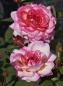 Preview: Gorgeous ® Edelrose