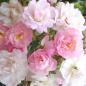 Preview: Guirlande Rose®   Ramblerrose