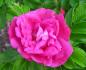 Preview: Moje Hammarberg  Rosa rugosa Hybride  Kleinstrauchrose