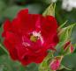 Preview: Rambling Rosie ® - Rambler Rose