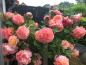 Preview: Augusta Luise®   Edelrose