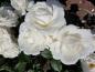 Preview: 'Die Rose Ihrer Majestät'® Beetrose Halbstamm Stammhöhe 60 cm