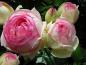 Preview: Eden Rose 85 ® (Pierre de Ronsard) - Strauchrose