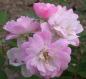 Preview: Guirlande Rose®   Ramblerrose