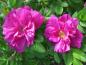 Preview: Moje Hammarberg  Rosa rugosa Hybride  Kleinstrauchrose