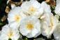 Preview: Schneeflocke ® 'Flower Carpet®White', 'Opalia®' Bodendeckerrose