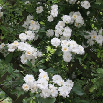 Guirlande d' Amour®  Rosa moschata Hybride  Ramblerrose