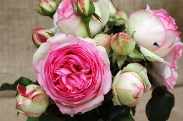Eden Rose 85 ® (Pierre de Ronsard) - Strauchrose