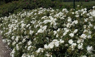 Schneeflocke ® 'Flower Carpet®White', 'Opalia®' Bodendeckerrose