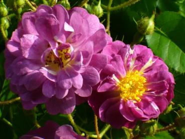 Veilchenblau  Rosa multiflora Hybride  Ramblerrose