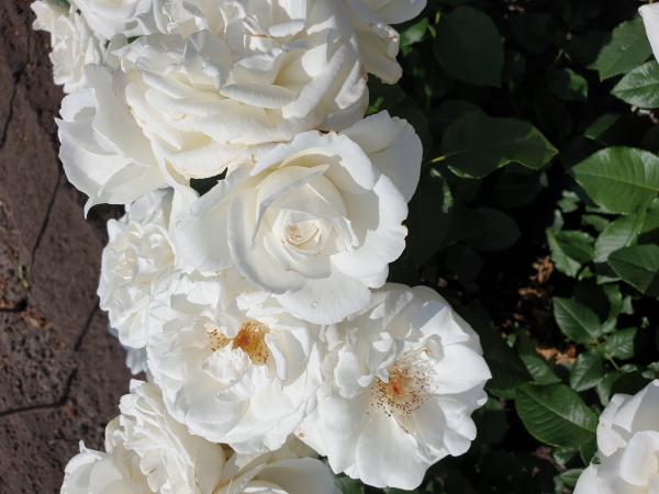 'Die Rose Ihrer Majestät'® Beetrose Halbstamm Stammhöhe 60 cm