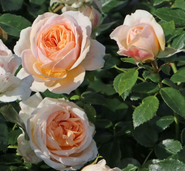 Garden of Roses® Beetrose
